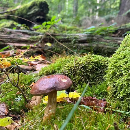 Dom Z Widokiem Miszkowice