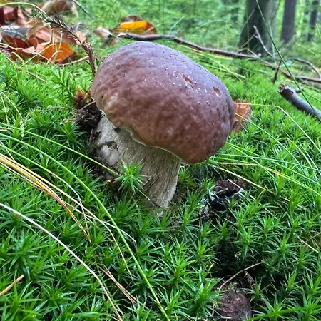 Dom Z Widokiem * Miszkowice