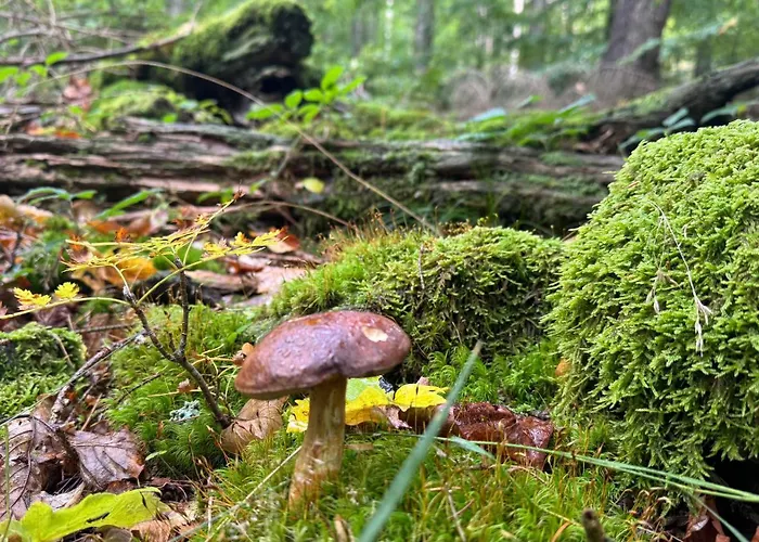 Dom Z Widokiem Miszkowice