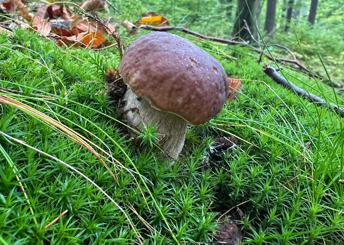 Dom Z Widokiem * Miszkowice